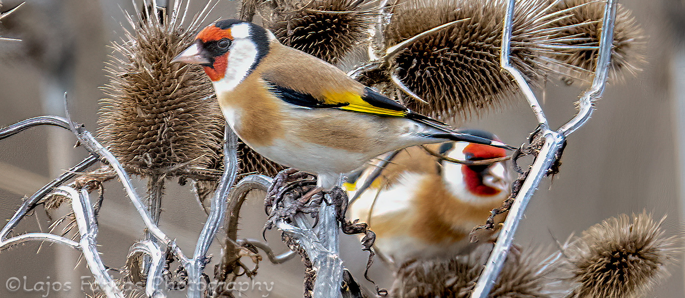 European goldfinch – Tengelic – Pitigoi