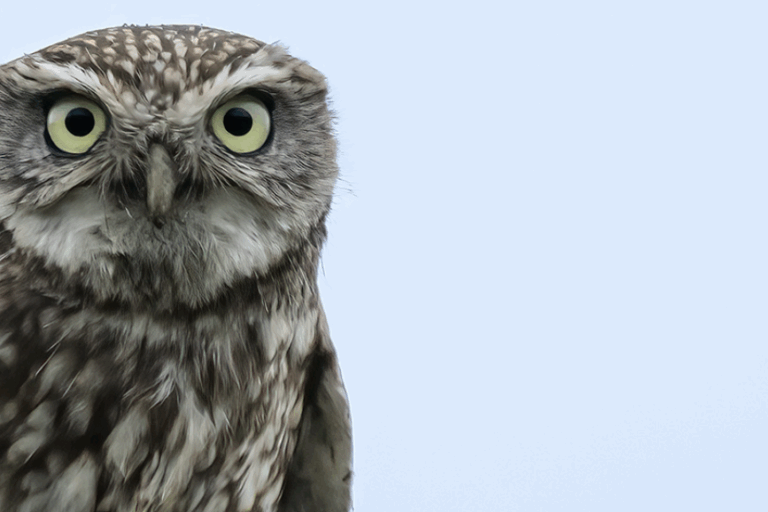 Little owl – Athene noctua